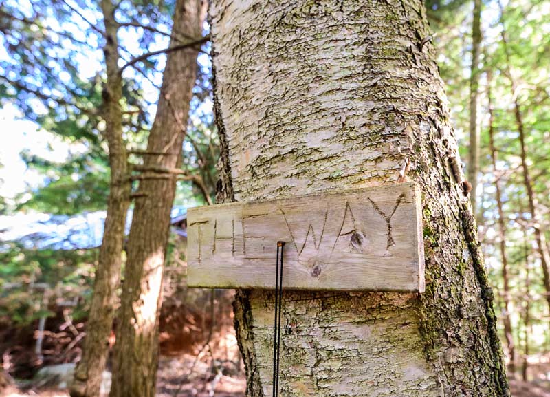 Tree with 'The Way' sign